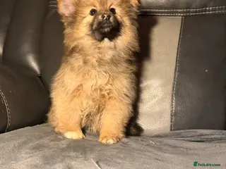 Pomeranian dogs Adorable Toy Pomeranian Puppies loving homes - Advert 4