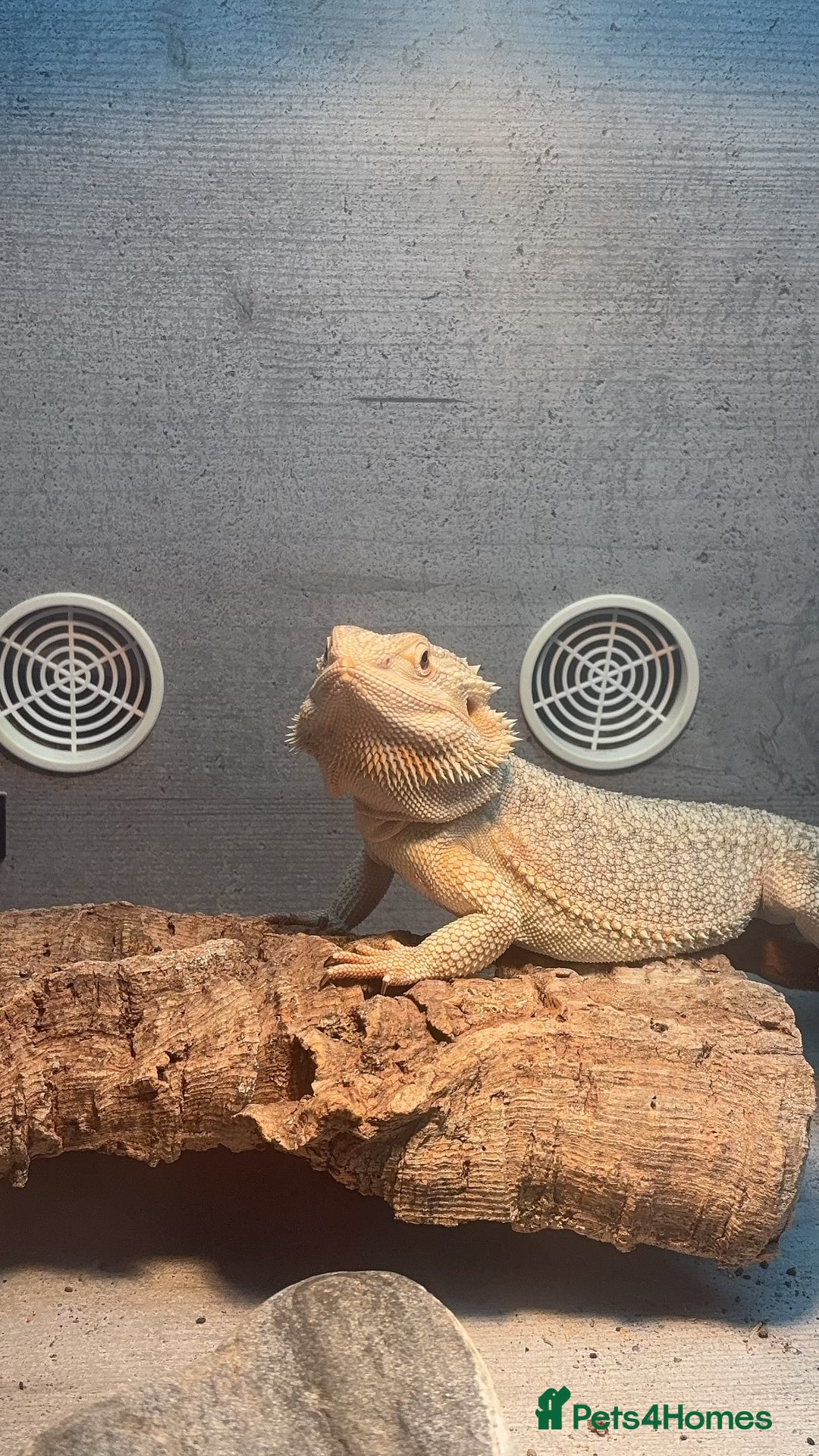 Bearded Dragon reptiles for sale: Breaded dragon - Image 12