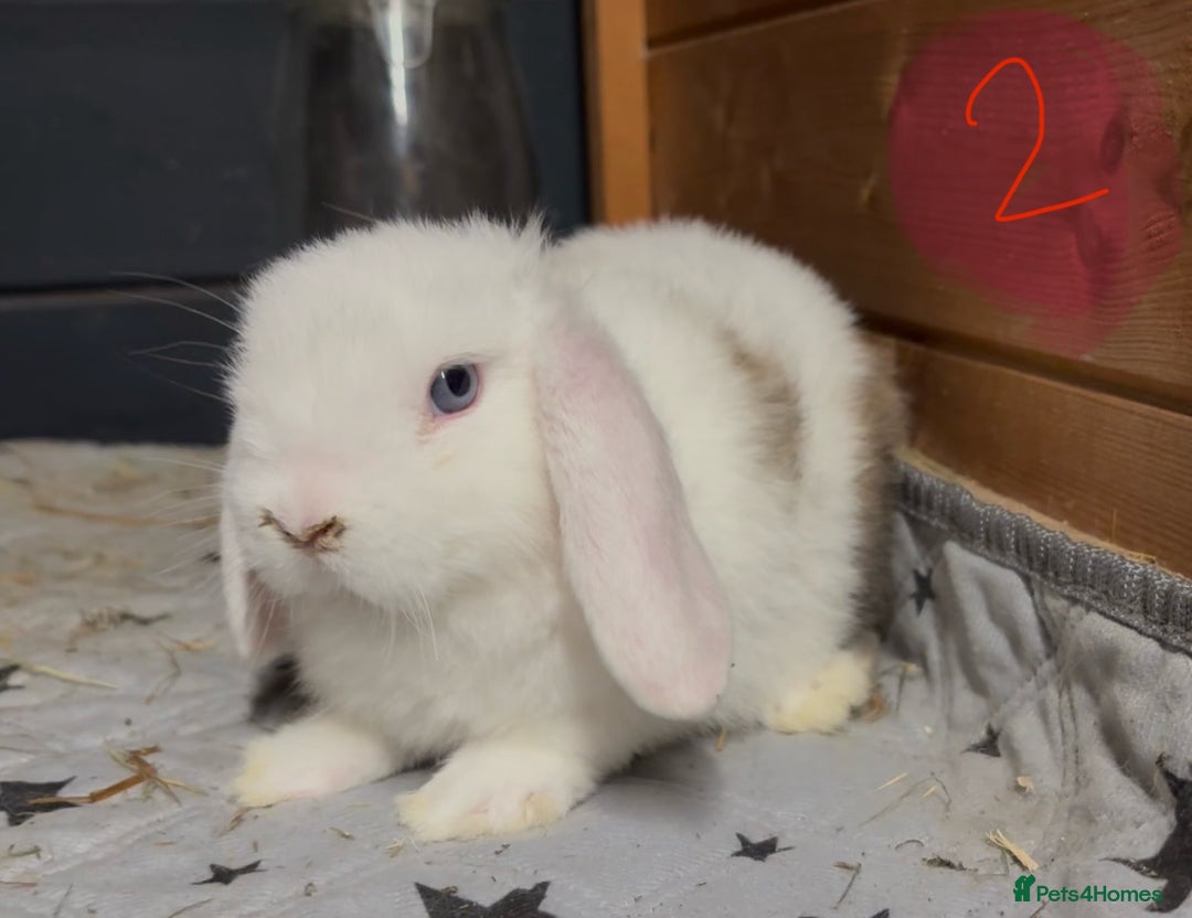 Mini Lop rabbits for sale: 8 beautiful friendly baby mini lops  - Image 9