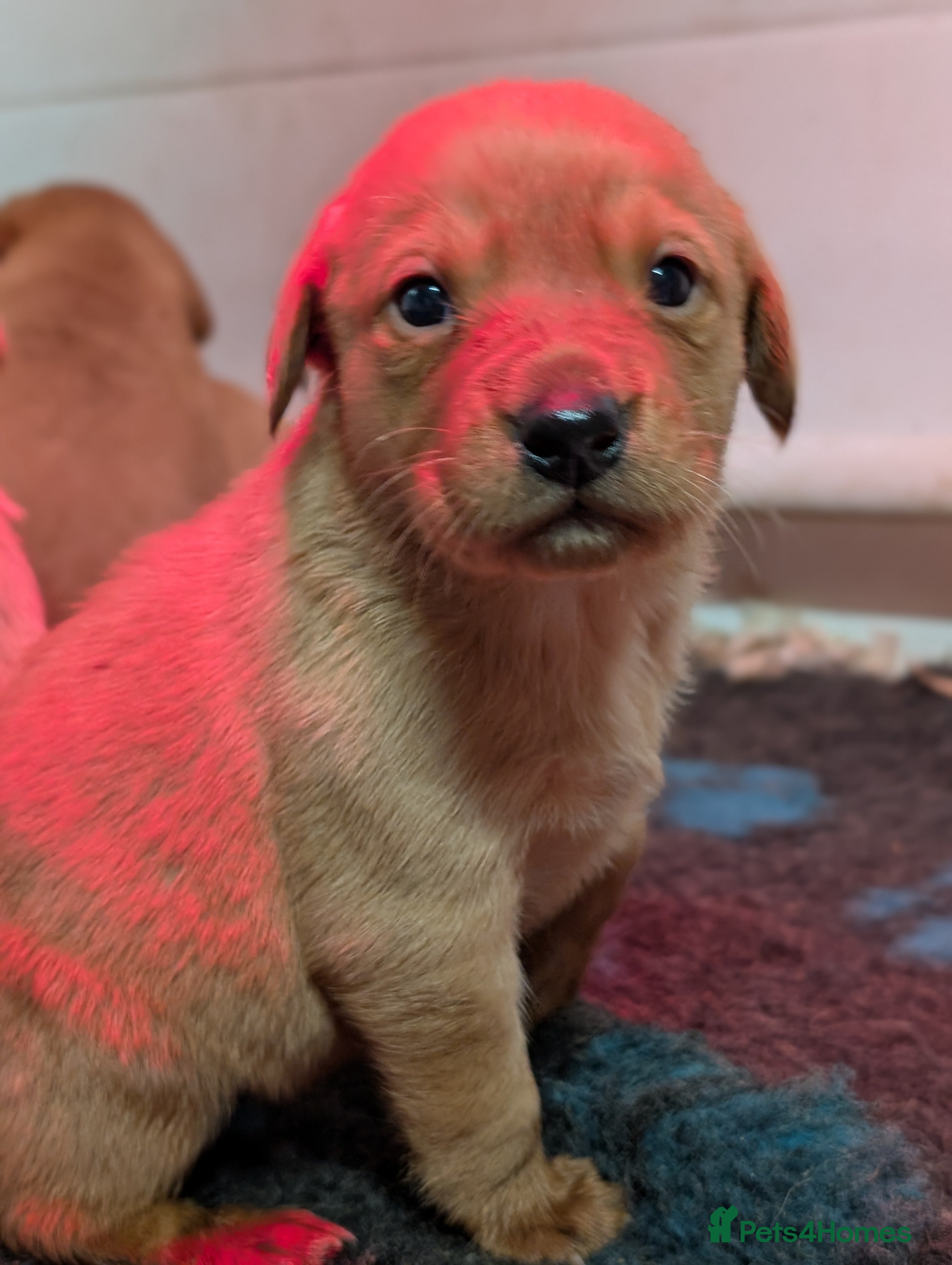 Labrador Retriever dogs Fab KC Fox Red Pups - 4* Higher Standard Breeder - Advert 4