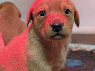 Labrador Retriever dogs Fab KC Fox Red Pups - 4* Higher Standard Breeder - Advert 6