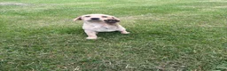 Labrador Retriever dogs for sale: Red & gold lab puppies  in Telford - Advert 22