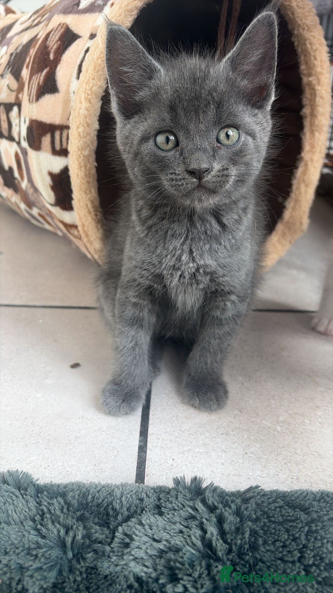 Scottish Fold cats 🐾 Beautiful Scottish Mix Kittens 🐾 - Advert 5