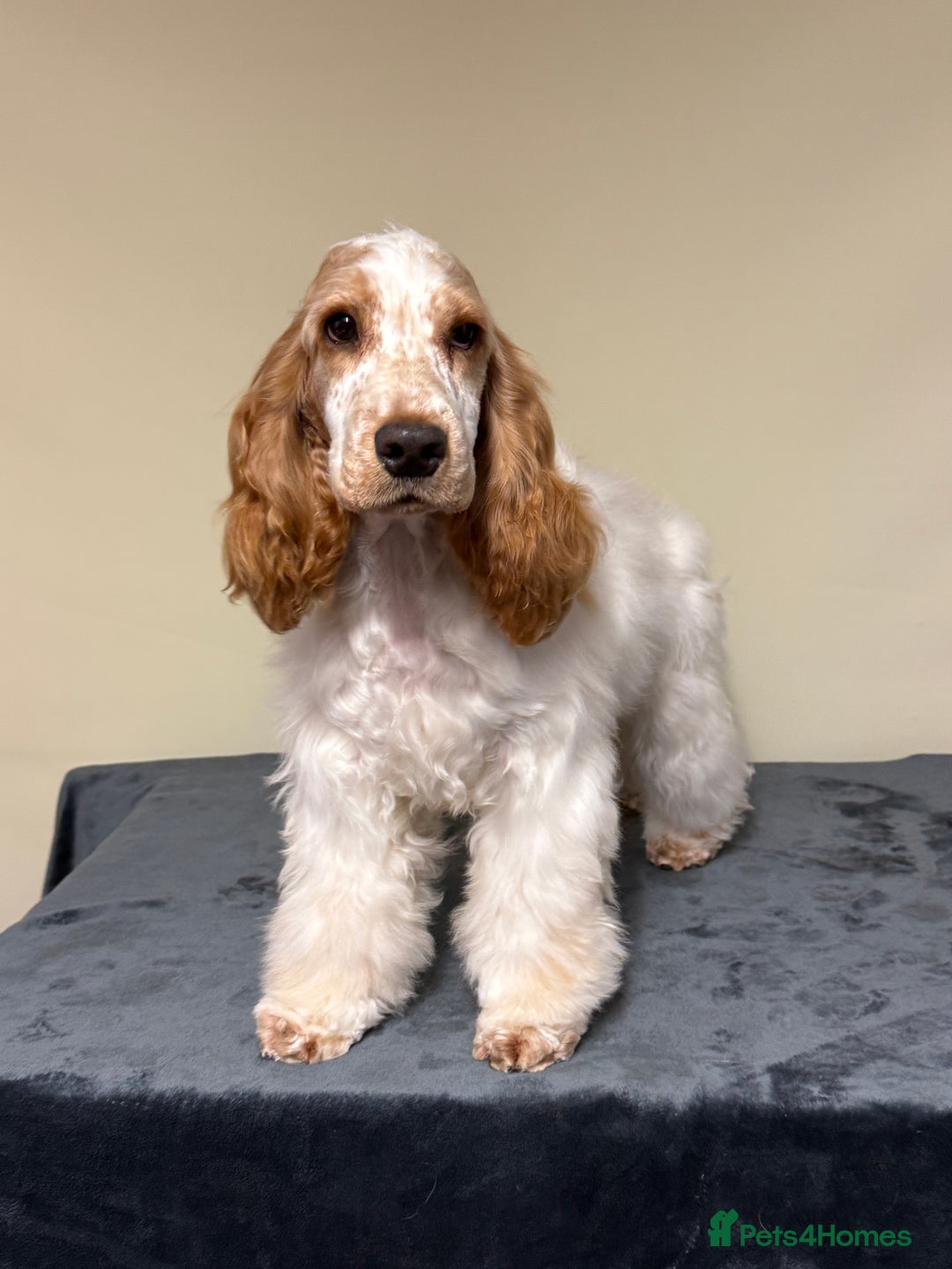 Cocker Spaniel dogs for sale: ADORABLE - Advert 4