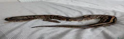 Python Snake reptiles for sale: Royal pythons for sale - Advert 2