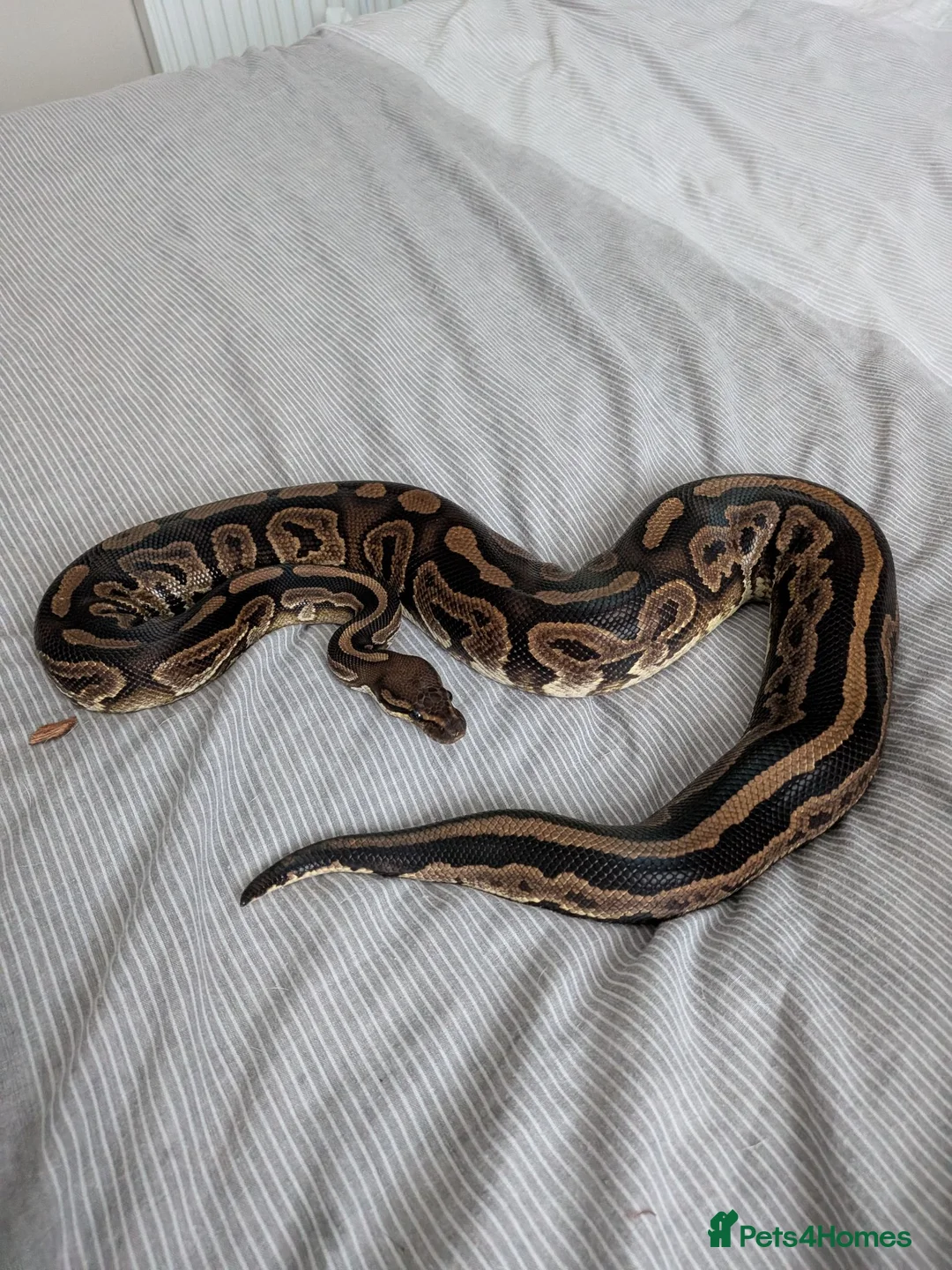 Python Snake reptiles for sale: Royal pythons for sale - Advert 2