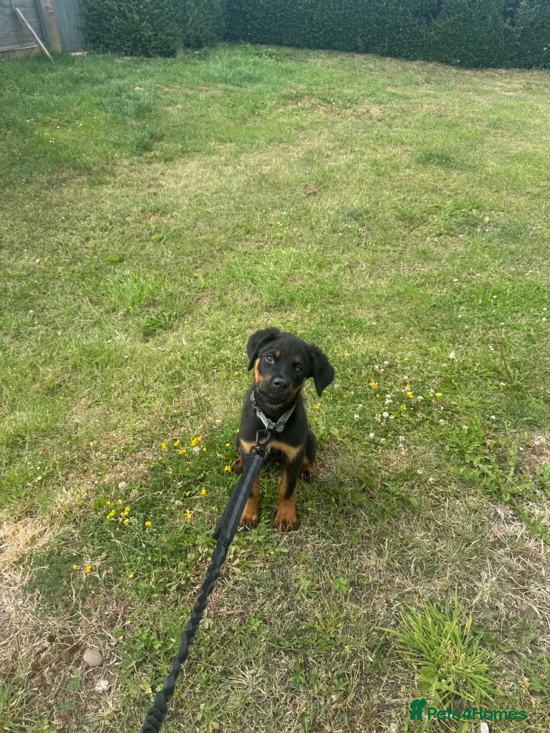 Rottweiler dogs for sale: Female Rottweiler  in Saltburn-by-the-Sea - Advert 1