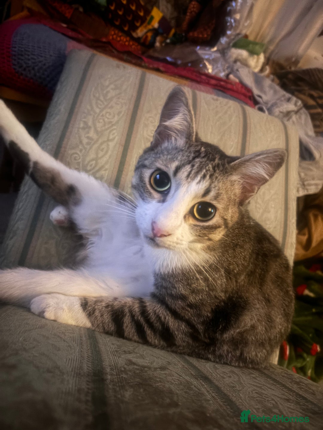 Mixed Breed cats for sale: 8 Month old Boy Kitten looking for forever home  - Advert 2