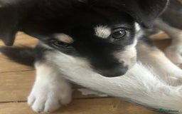 Siberian Husky dogs for sale: Lovely husky puppies, ready for new homes on 25/8 - Image 16