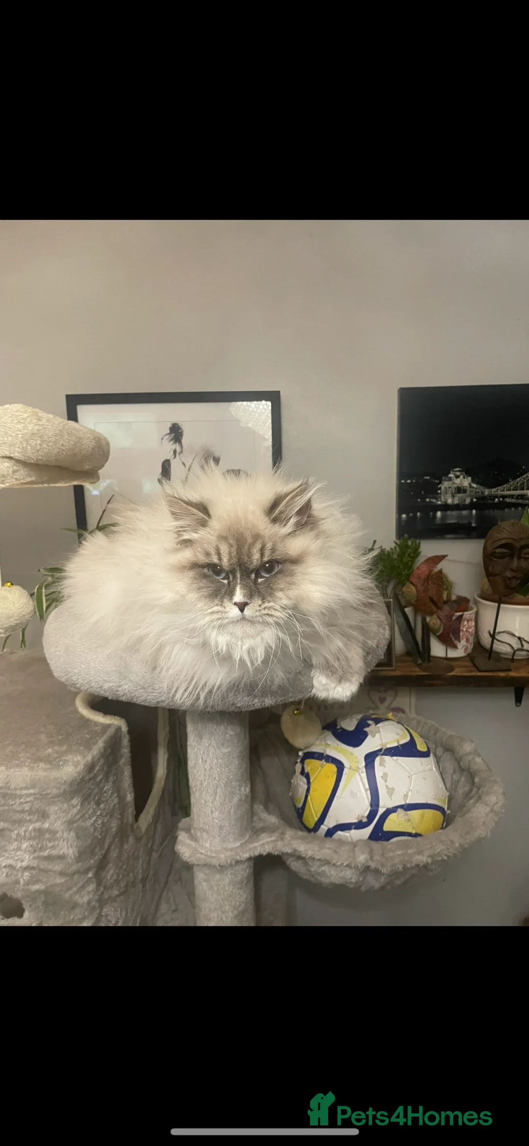 Siberian cats for sale: Beautiful Siberian kittens  in Wigan - Advert 2
