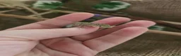 Gecko reptiles for sale: Chameleon Gecko babies  - Advert 7