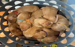 Hungarian Vizsla dogs for sale: Gorgeous KC reg Vizsla puppies - Image 4