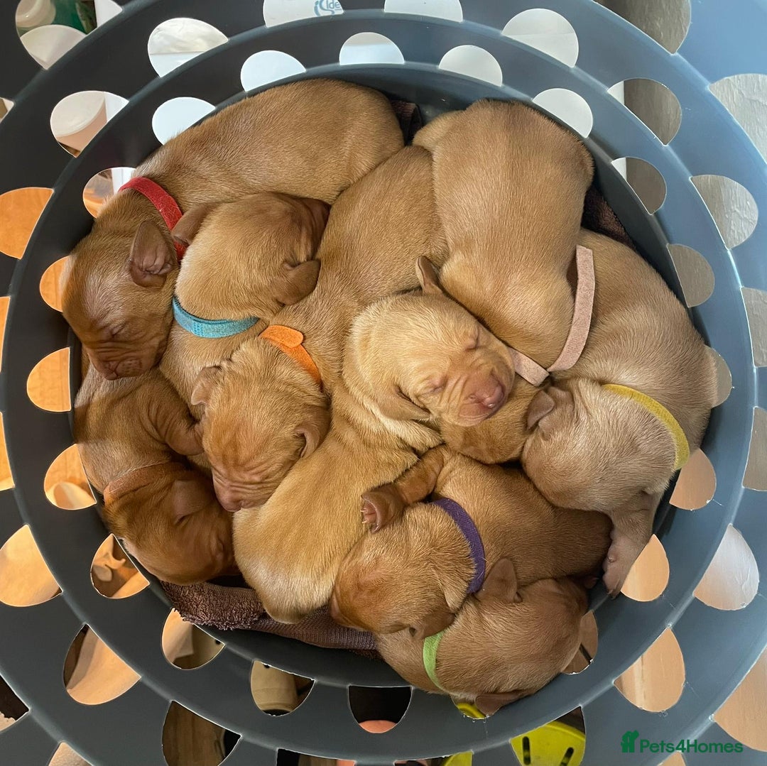 Hungarian Vizsla dogs for sale: Gorgeous KC reg Vizsla puppies - Image 4