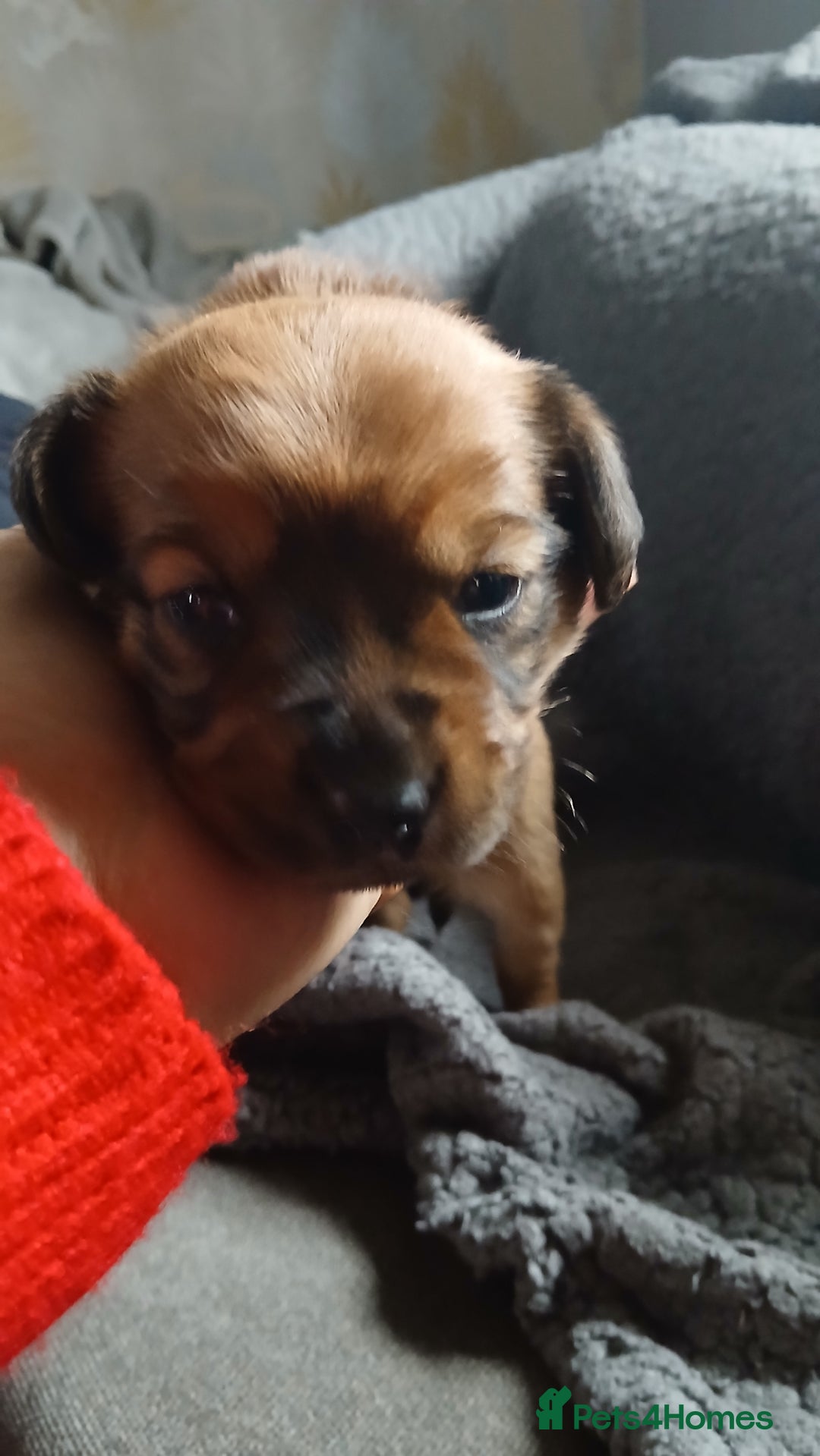 Mixed Breed dogs for sale: Patterpoo puppies - Advert 2