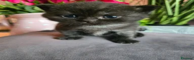 British Shorthair Kitten 2