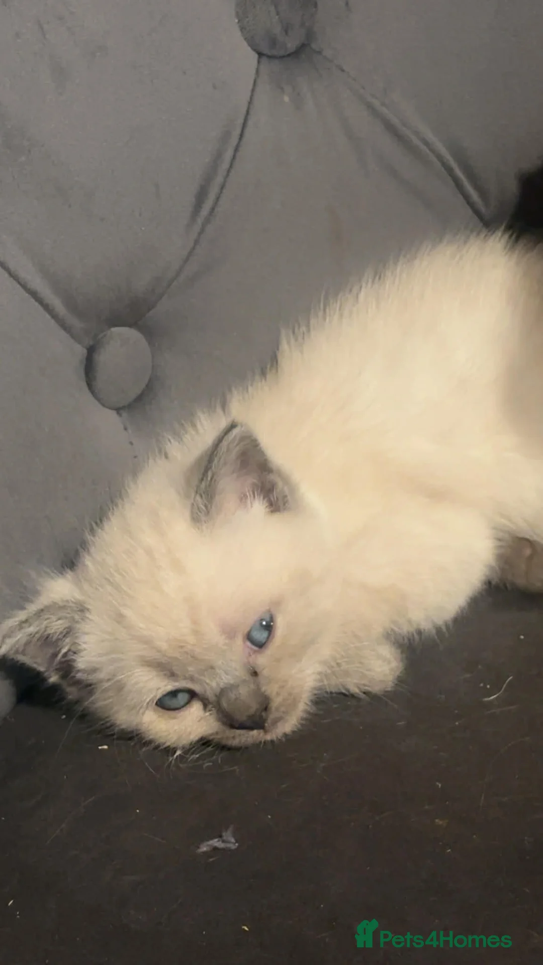 Ragdoll cats for sale: Lovely ragdolls - Advert 8