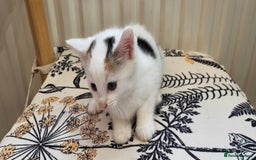 European cats for sale: Beatifull kittens looking good a home - Image 4