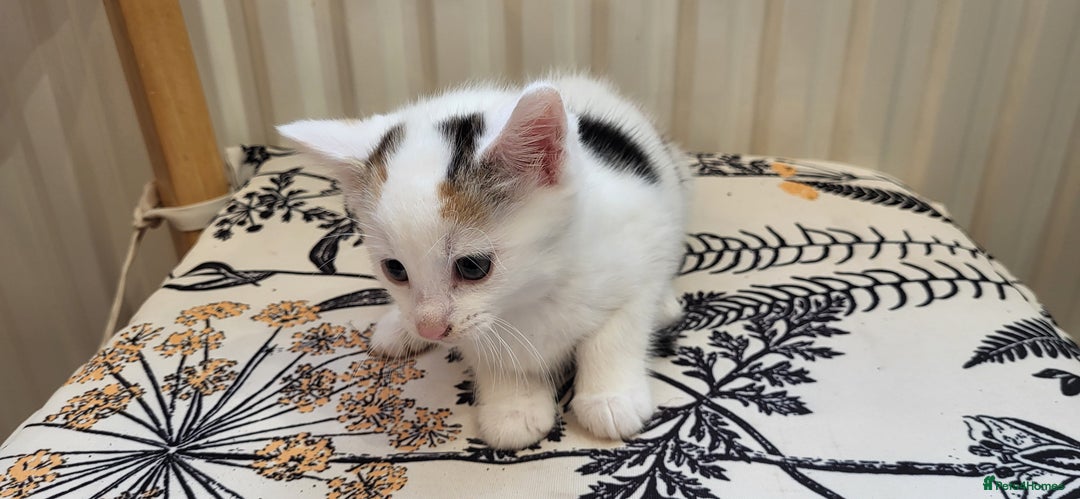 European cats for sale: Beatifull kittens looking good a home - Image 4