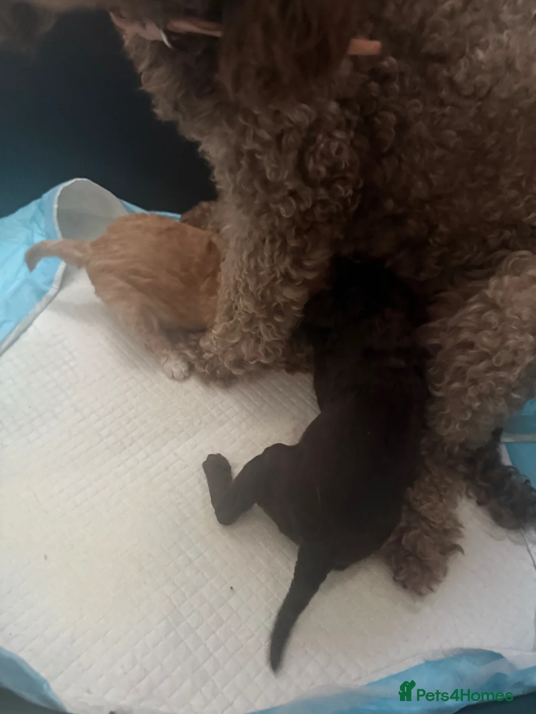 Toy Poodle dogs for sale: Kc reg toy poodle puppies  - Advert 7