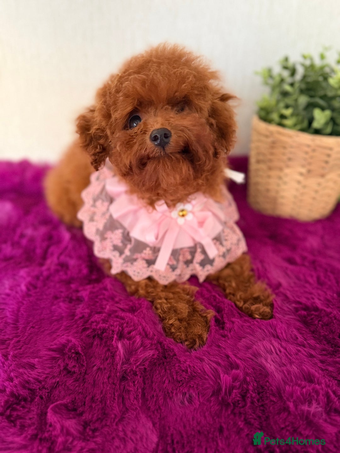 Poodle dogs for sale: Asian girl looking for 🏡 - Advert 2