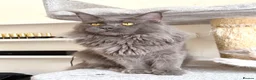 Maine Coon cats for stud: Active TICA Registered - Gentle, Friendly, Proven - Advert 7