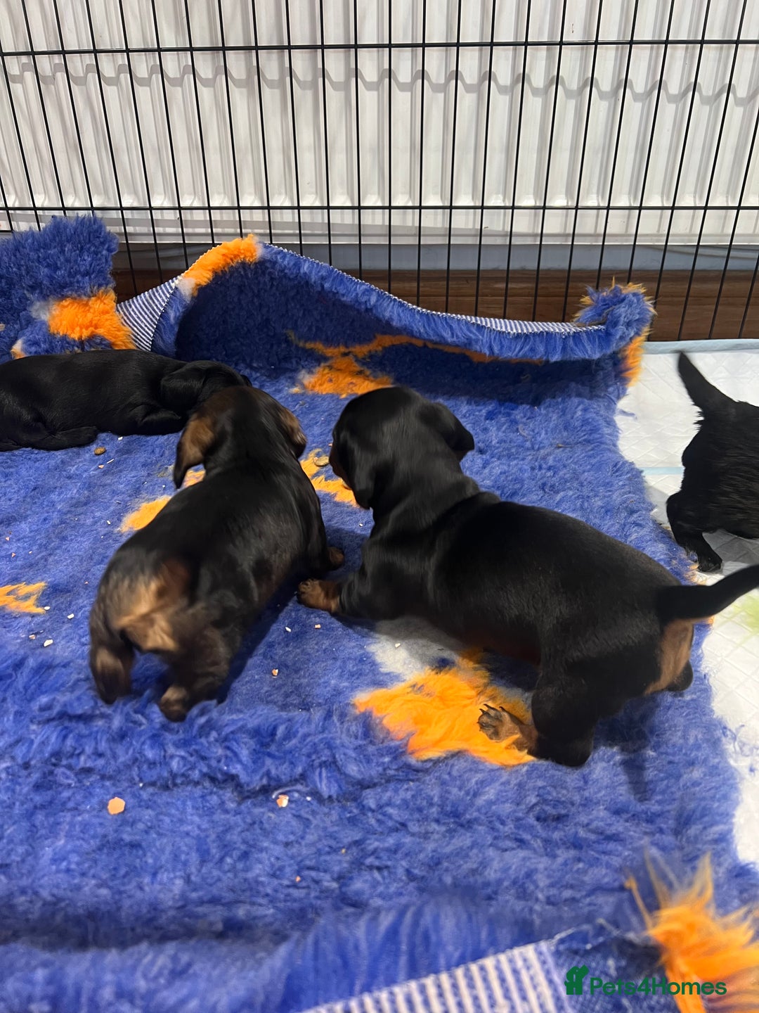 Miniature Dachshund dogs for sale: **Exceptionally well Raised Miniature Dachshunds** - Advert 23