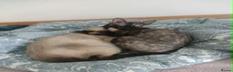 Siamese cats for sale: Siamese x rex kittens - Advert 10