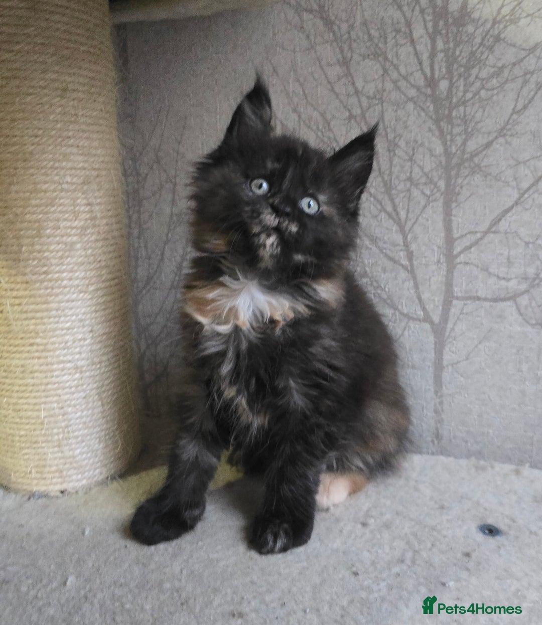 Maine Coon cats for sale: Amazing Large Purebred Maine Coon Kittens - Advert 1