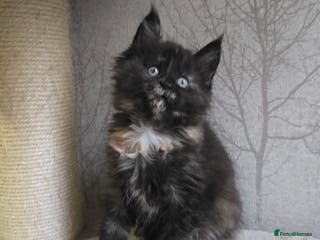 Maine Coon cats Amazing Large Purebred Maine Coon Kittens - Advert 16