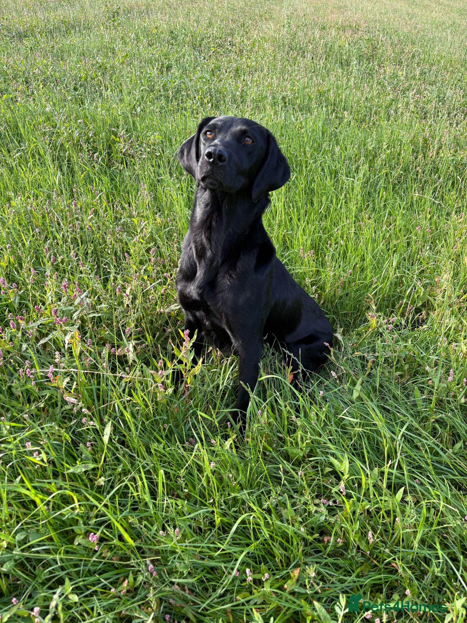 Labrador Retriever dogs Outstanding Labrador Pups - Advert 1
