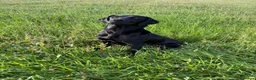 Labrador Retriever dogs for sale: Outstanding Labrador Pups - Advert 1