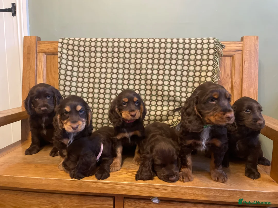 Cocker Spaniel dogs for sale: Stunning litter of Chocolate/Tan CockerSpaniels - Advert 1