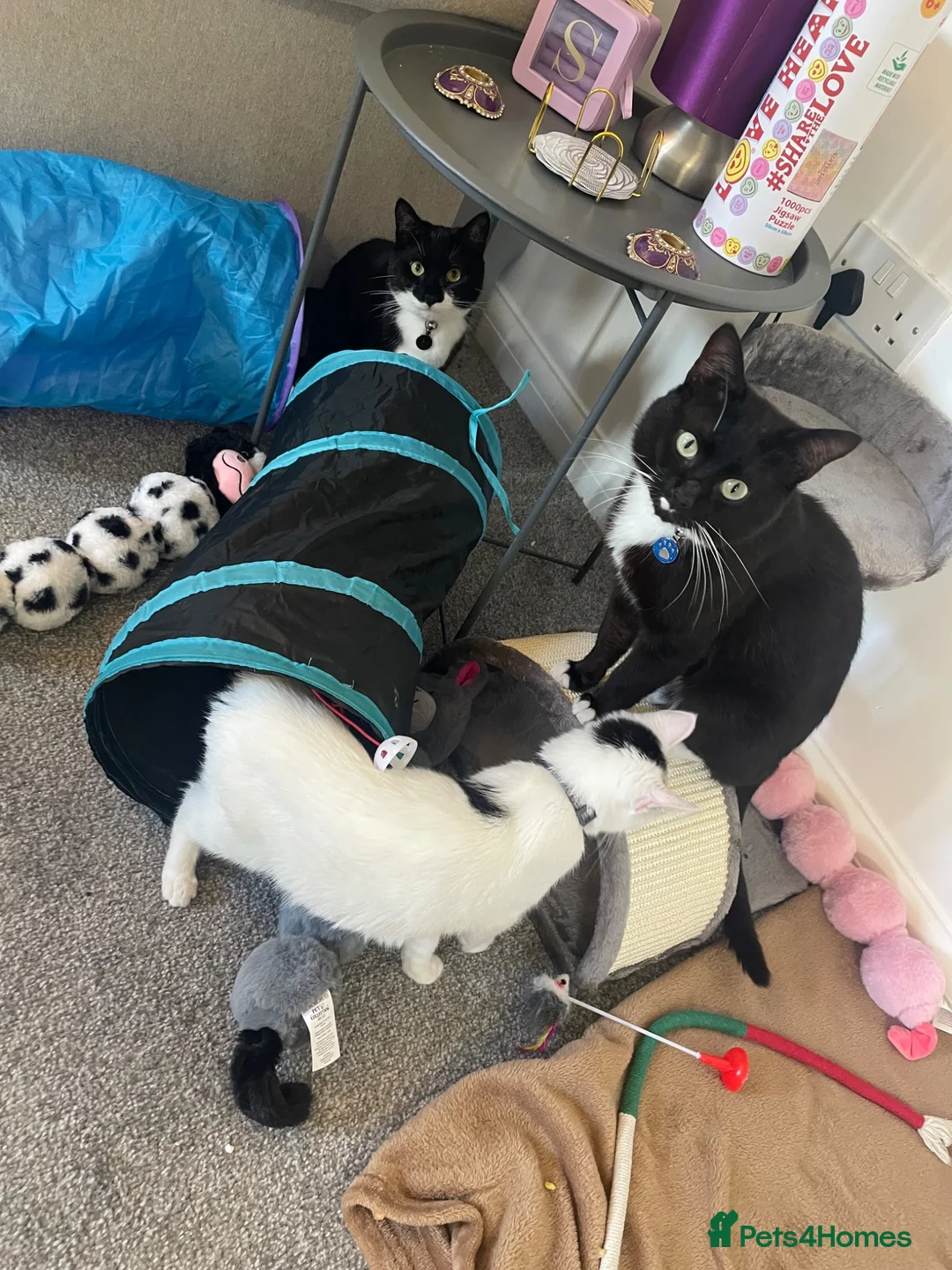 British Shorthair cats for sale: Sadly rehoming my 3 babies in Daventry - Advert 2