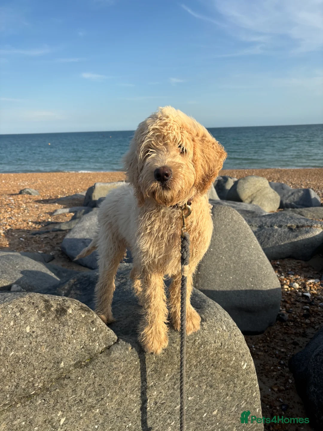 Labradoodle dogs for sale: 5 Month F2B Labradoodle – Family Puppy in Worthing - Advert 4