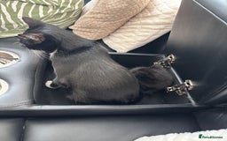 Mixed Breed cats for sale: Need to go ASAP - Image 7