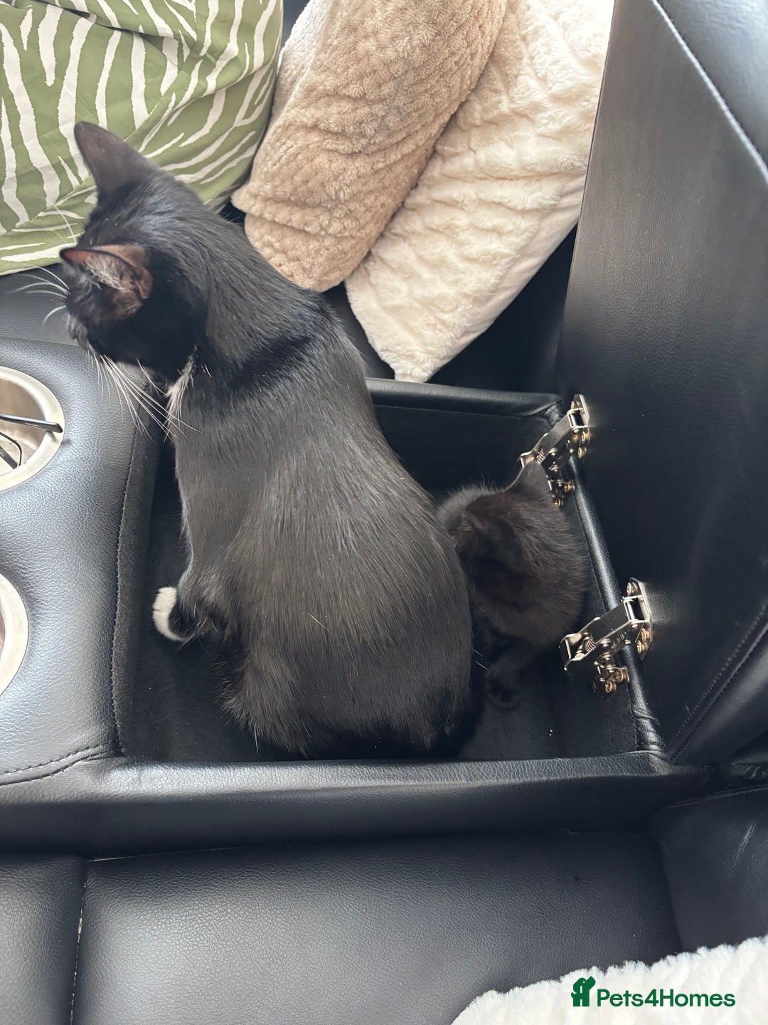 Mixed Breed cats for sale: Need to go ASAP - Image 7