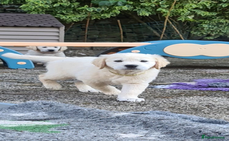 Golden Retriever dogs - Advert 7
