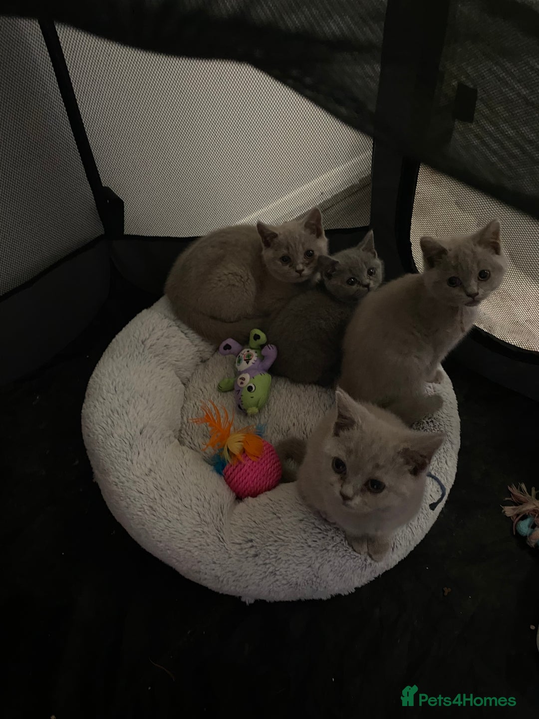 British Shorthair cats for sale: British shorthair kittens  - Image 13