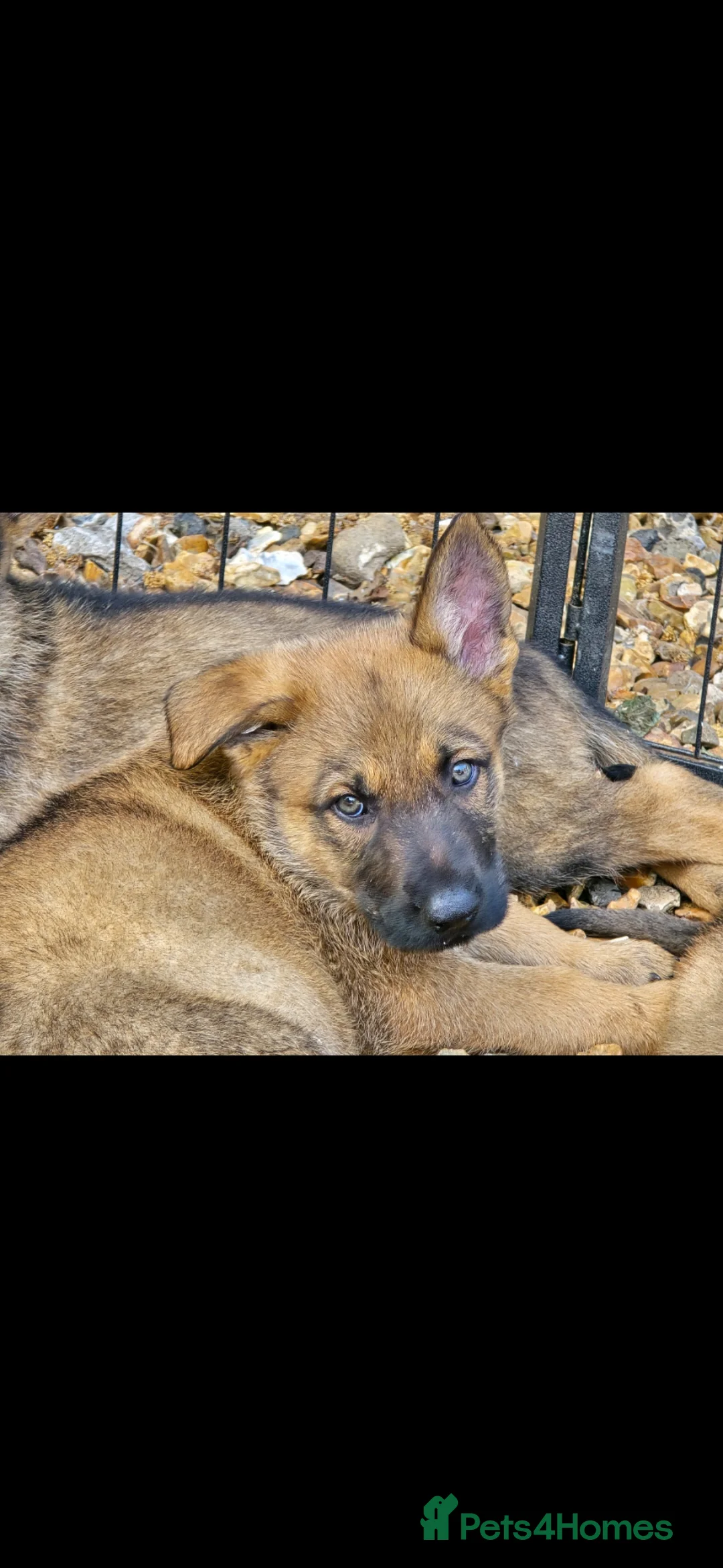 Mixed Breed dogs for sale: Shepherd's available.  Last 2 £500 - Advert 2