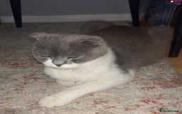 Scottish Fold cats for sale: Kittens  - Image 10