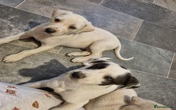 Lurcher dogs for sale: 5 lurcher pups looking for forever homes - Image 5