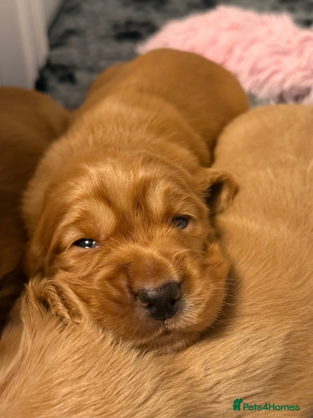 Cocker Spaniel dogs for sale: Stunning KC Working Cocker Spaniel Puppies - Image 8
