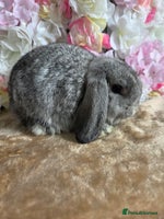 Mini Lop rabbits - Advert 5