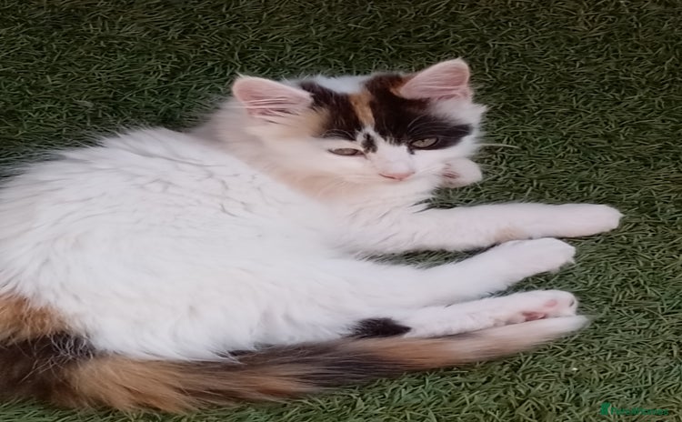 British Longhair cats for sale in Waltham Abbey - Advert 10