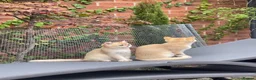 Scottish Fold cats for sale: PUREBRED GOLDEN CHINCHILLA SCOTTISH FOLD KITTENS  in Basildon - Advert 5