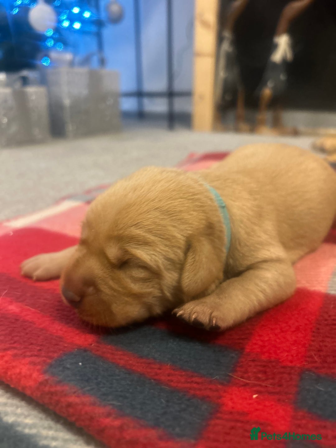 Labrador Retriever dogs for sale: Labrador puppies for sale  - Advert 21