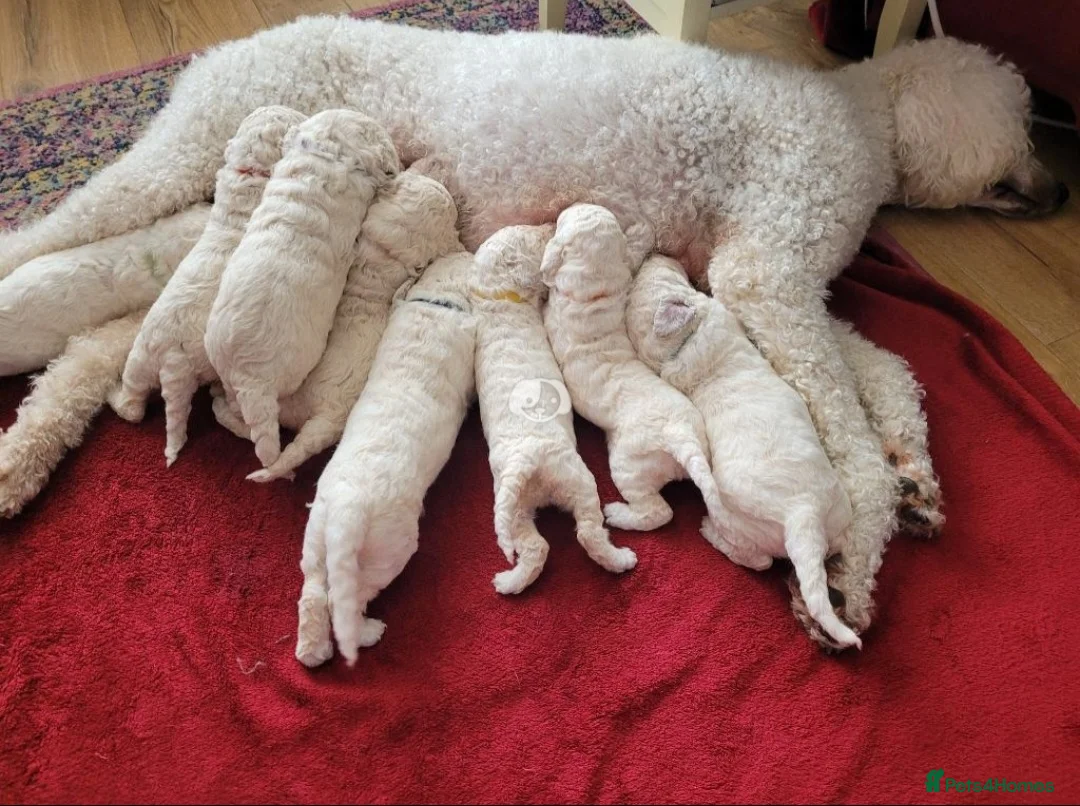 Standard Poodle dogs for stud: Cream K.C reg Standard Poodle 4 Stud  in Chesterfield - Advert 14