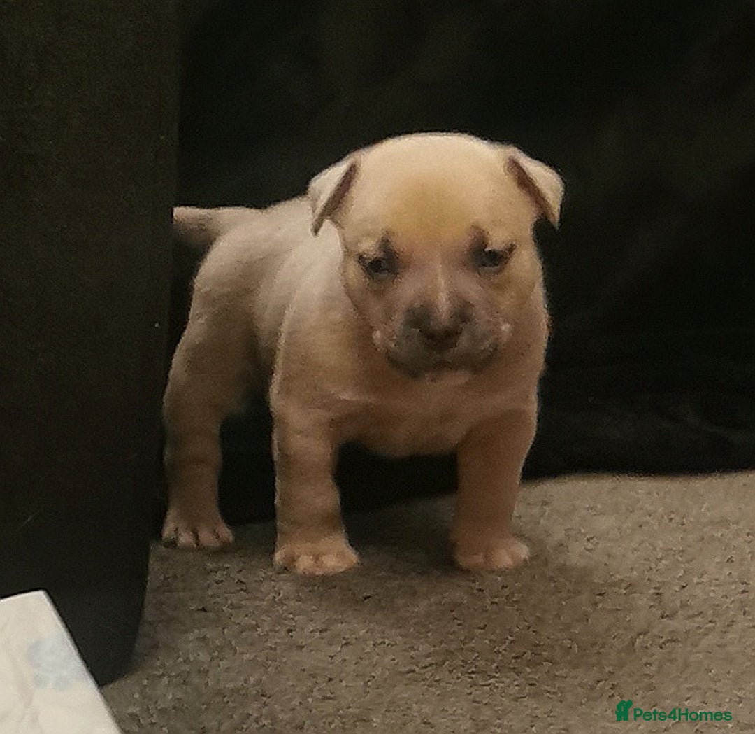 American Bully dogs for sale: Beautiful Pocket Bully Puppies - Home Raised - Advert 1