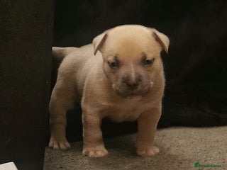 American Bully dogs for sale: Beautiful Pocket Bully Puppies - Home Raised - Advert 1