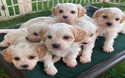 Cavachon dogs for sale: Cavachon puppies  - Image 1